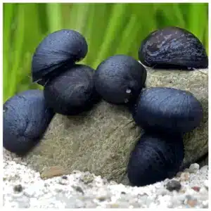 Nerita