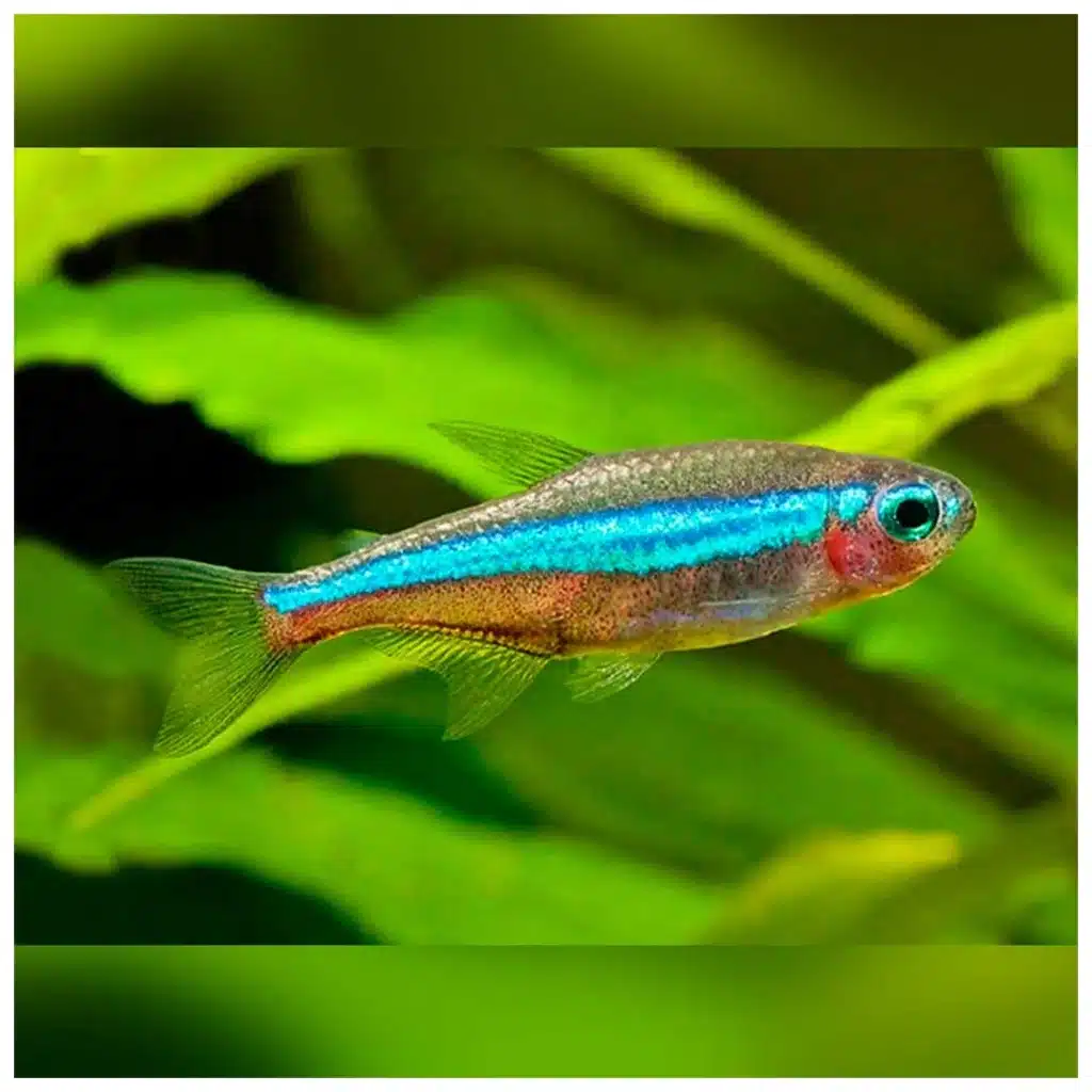 Paracheirodon simulans simulans neonka