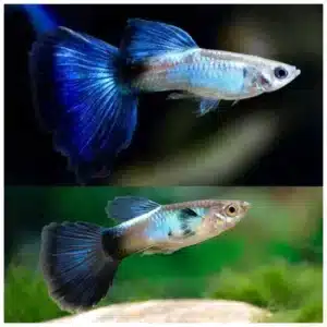 Poecilia reticulata blue plavi gupi