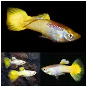 Poecilia reticulata yellow žuti gupi