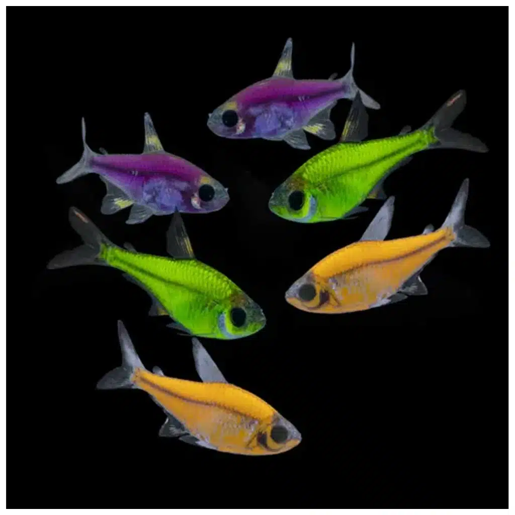 Pristella maxillaris glow fluorescentna akvarijumska ribica
