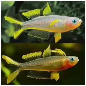 Pseudomugil furcatus furkata