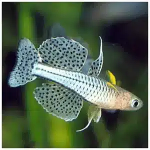 Pseudomugil gertrudae Aru II patuljasta akvarijumska ribica u akvarijumu