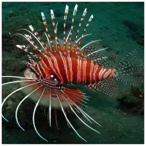 Pterois Antennata morska riba lav sa lepezastim perajima