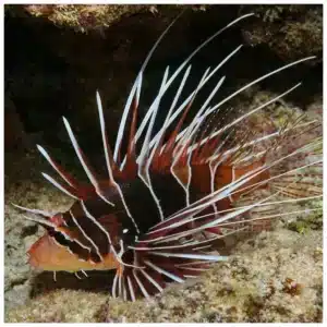 Pterois Radiata morska riba lav u akvarijumu