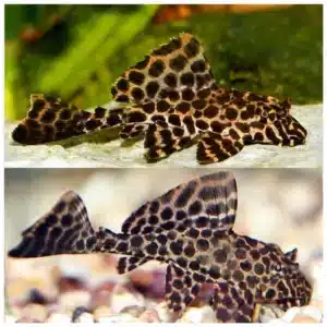 Pterygoplichthys gibbiceps - Algar