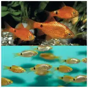 Puntius conchonius Barbus konchonius akvarijumska ribica