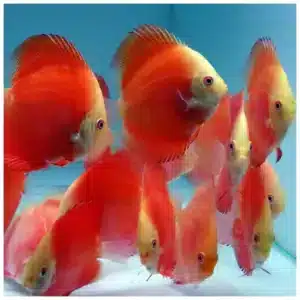 Red melon diskus