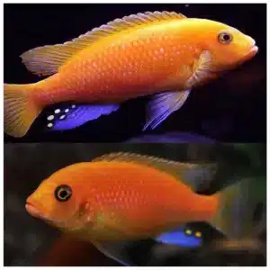 Red zebra cichlid