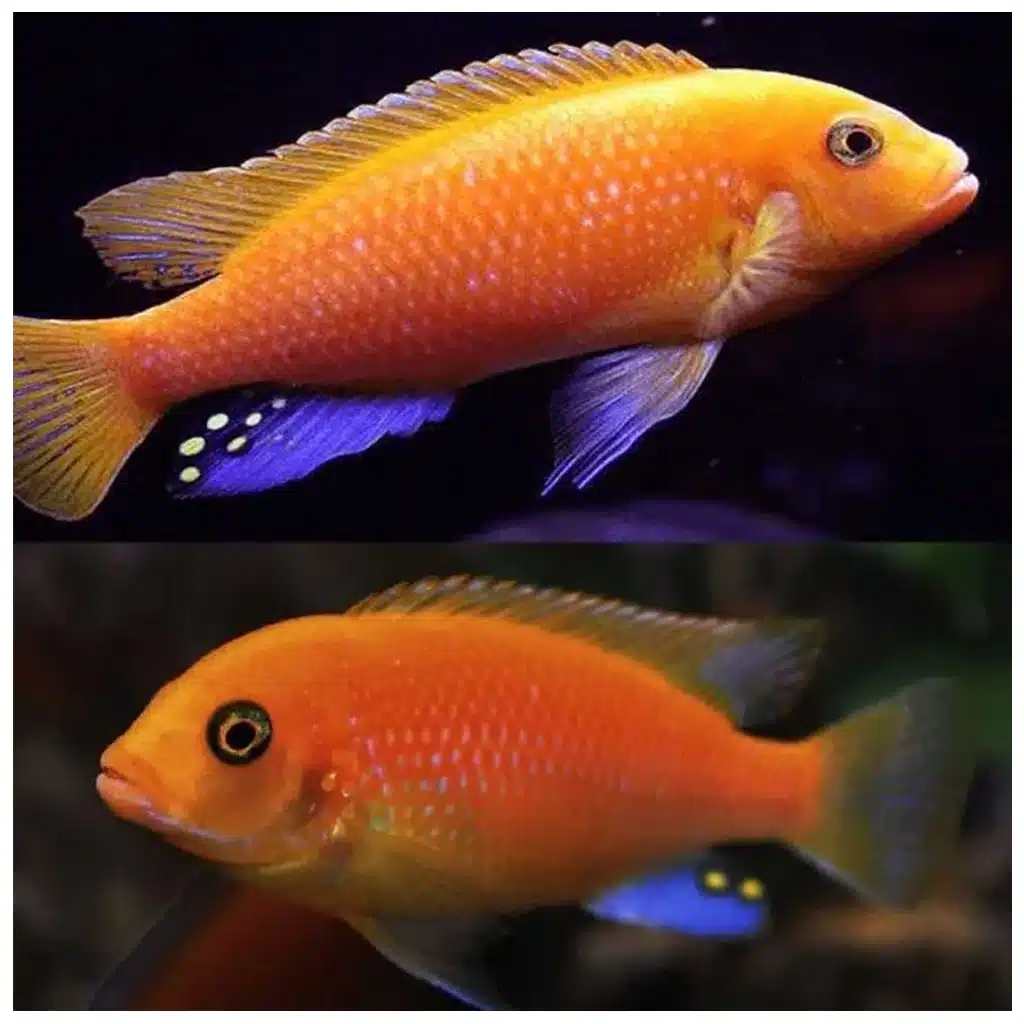 Red zebra cichlid