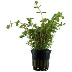 Rotala rotundifolia akvarijumska biljka rotala