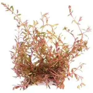 Rotala Vietnam Hra crvena biljka za akvarijum