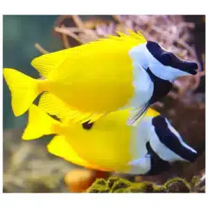 Siganus Vulpinus morska ribica lisica žute boje