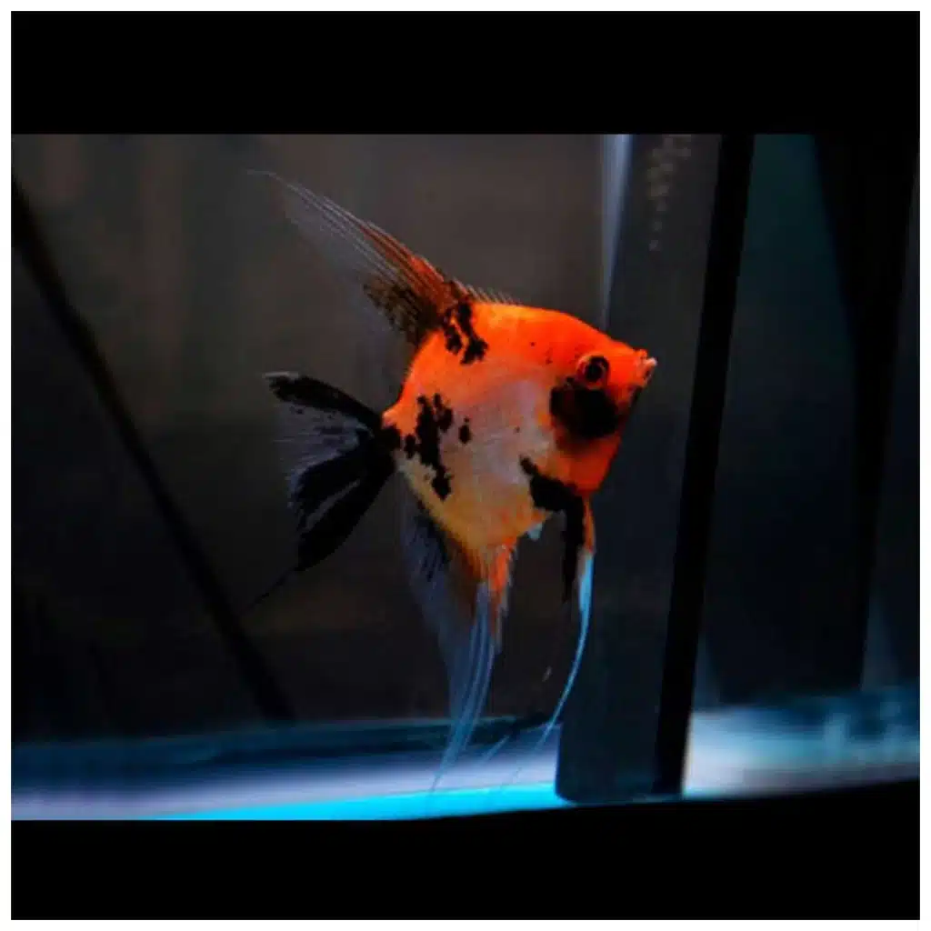 Skalar red devil