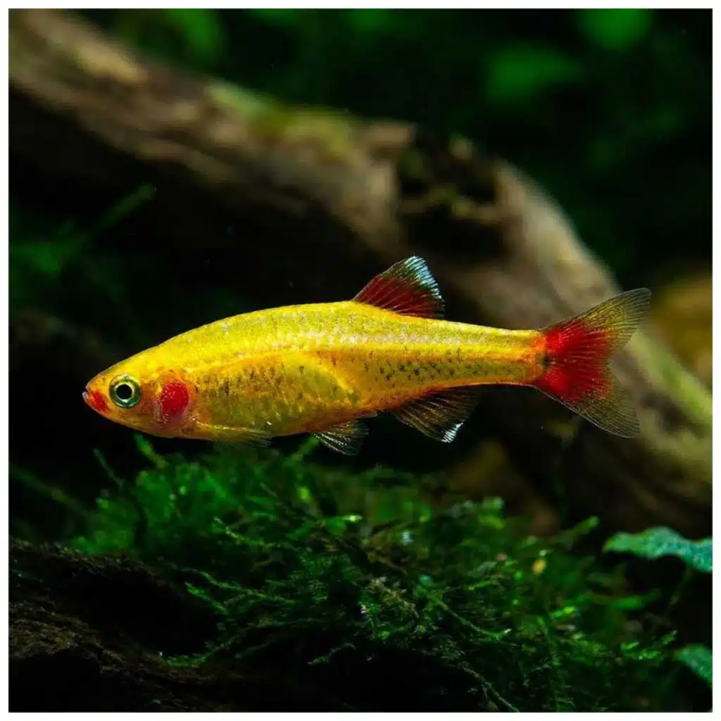 Tanichthys albonubes gold zlatna planinska ribica za akvarijum