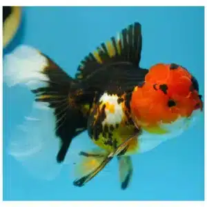 Tricolor oranda ukrasna zlatna ribica sa kapicom na glavi