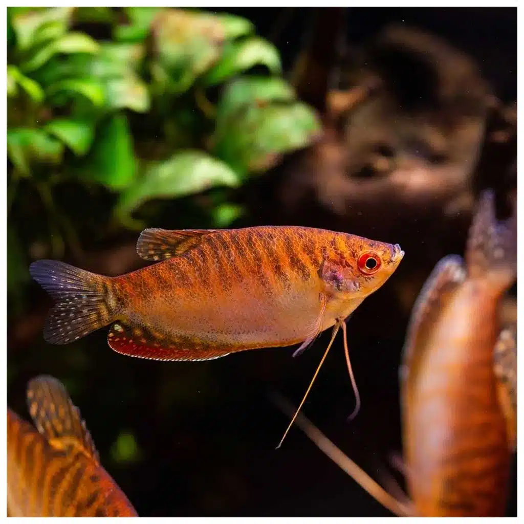 Trihogaster crveni slatkovodna akvarijumska ribica