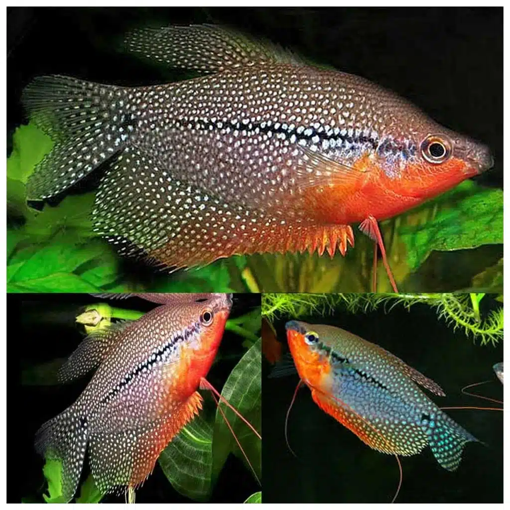 Trihogaster leerii biserni gurami