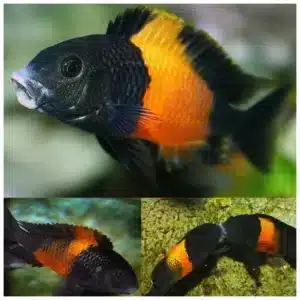 Tropheus bemba tanganjika ciklid u akvarijumu