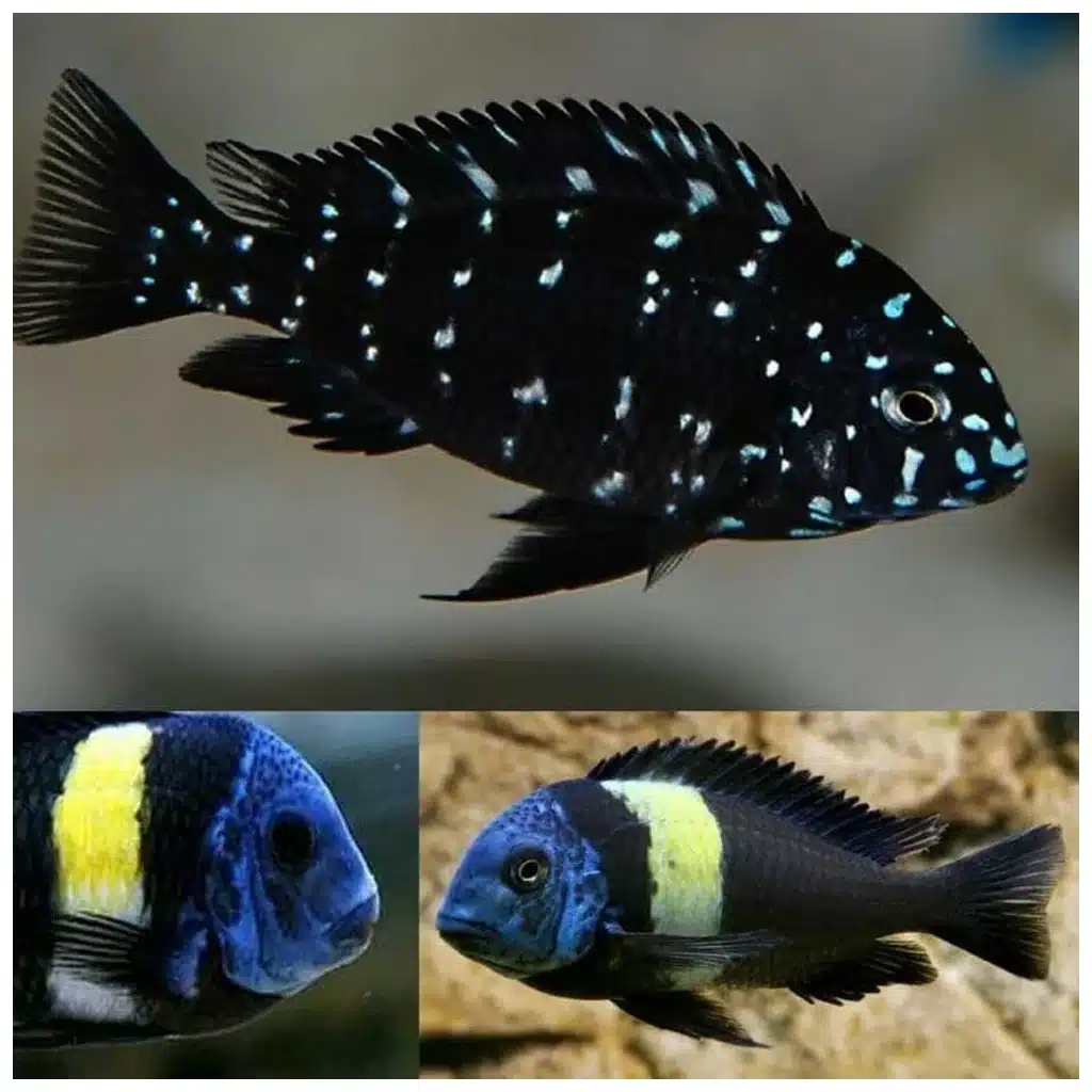 Tropheus duboisi tanganjika ciklid u akvarijumu