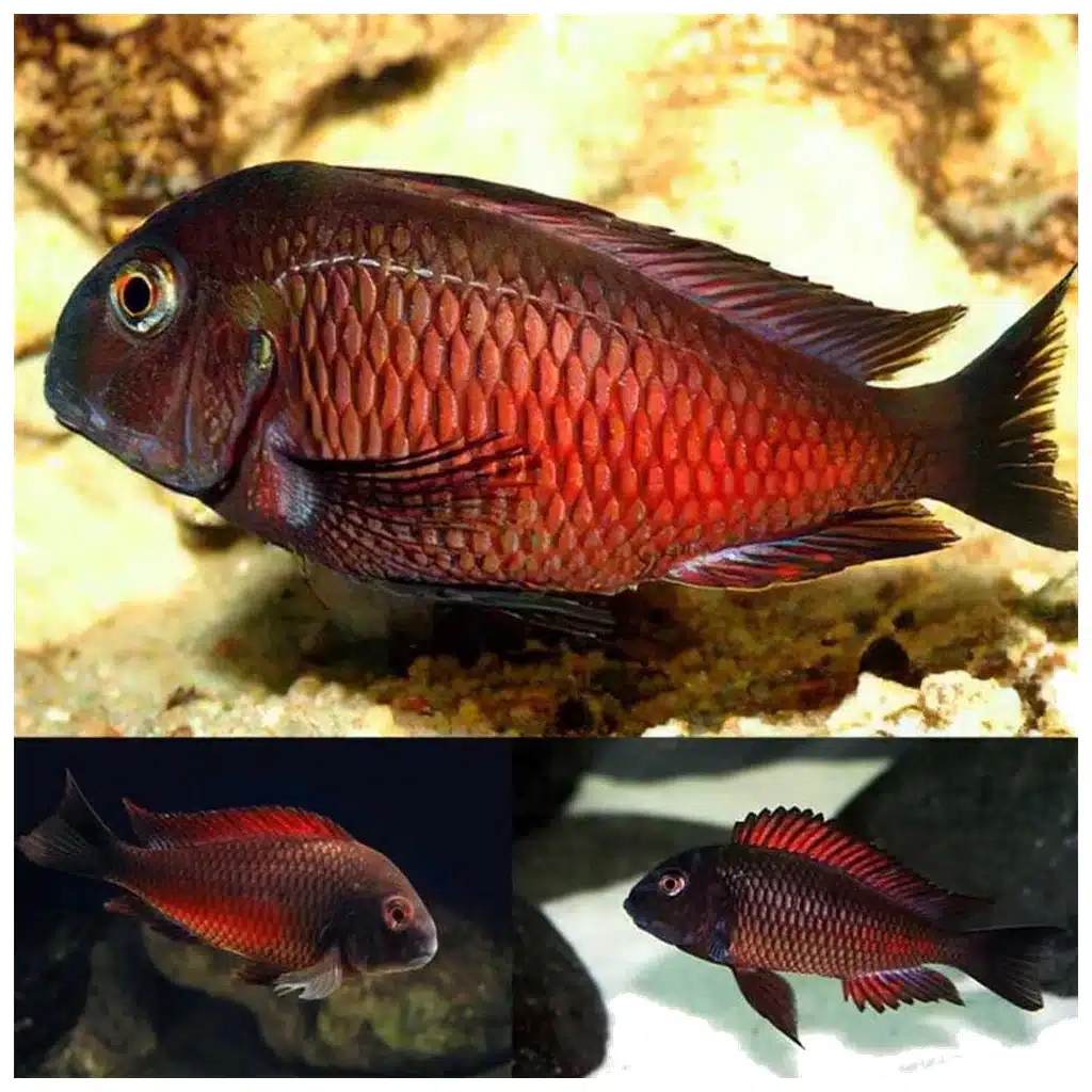 Tropheus red moliro - tanganjika ciklid za akvarijum