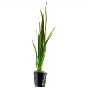 Vallisneria spiralis spiralna valisnerija