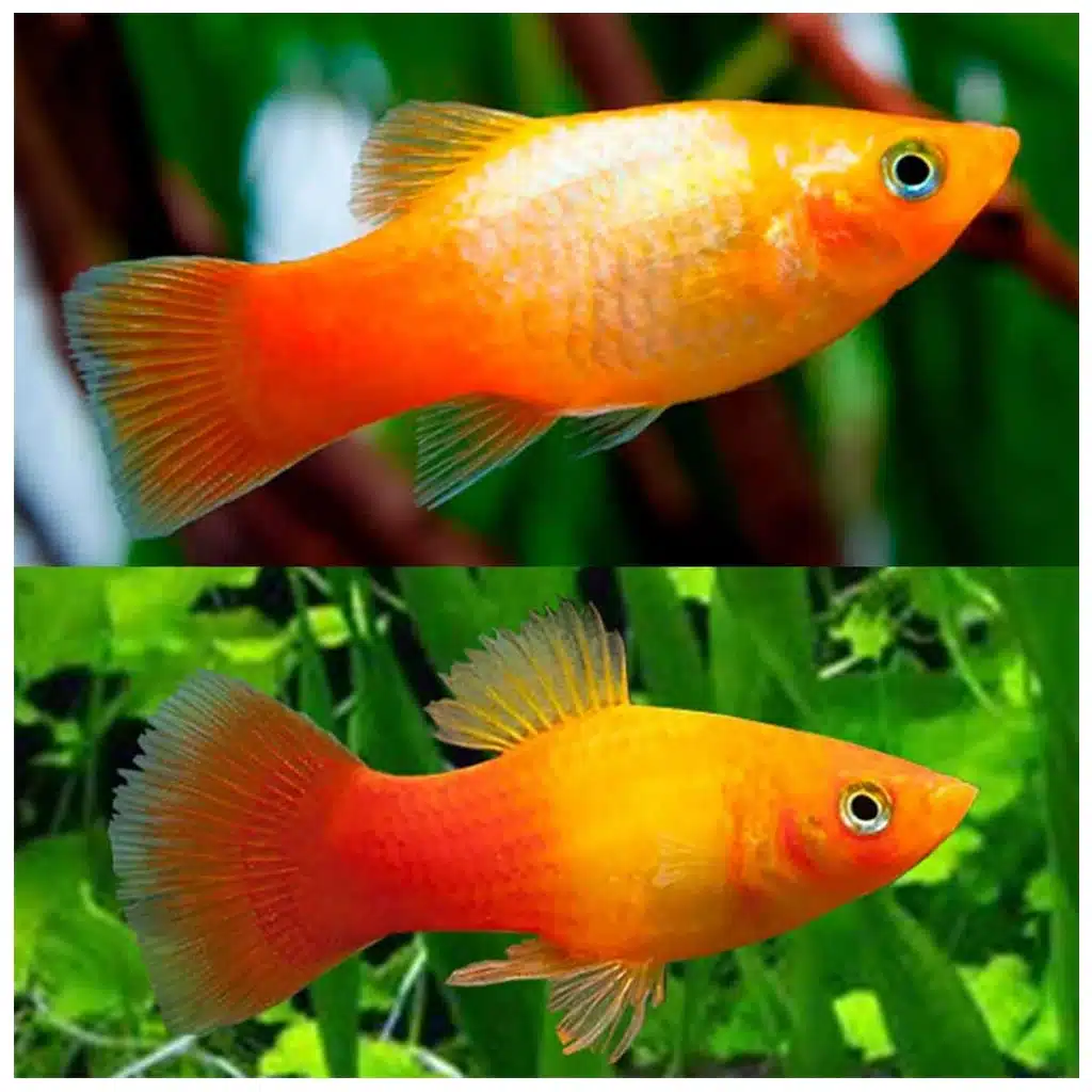 Hawaiian platy (Xiphophorus maculatus var.) akvarijumska ribica