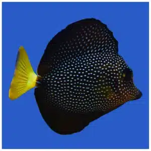 Zebrasoma gemmatum (Gem Tang) morska riba za akvarijum